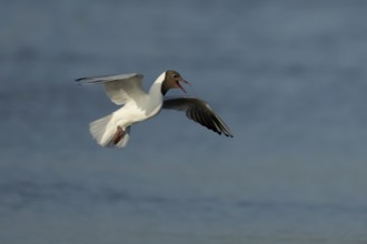 Black headed gull (Chroicocephalus ridibundus) adult flying over water in the summer, England,