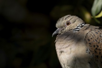 Turtle dove (Streptopelia turtur) adult bird head portrait, England, United Kingdom