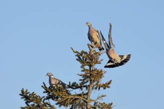 Wood pigeon (Columba palumbus) attacking an intruder, confrontation, courtship behaviour, aerial