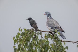 Wood pigeon (Columba palumbus) and starling (Sturnus vulgaris) drying their feathers after a rain