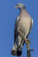 Wood pigeons (Columba palumbus) like to perch on the tops of solitary trees and observe their