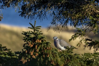 A wood pigeon (Columba palumbus) sits in the evening sun on the branch of a spruce tree, the North