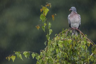 Wood pigeon (Columba palumbus), Regen, Germany