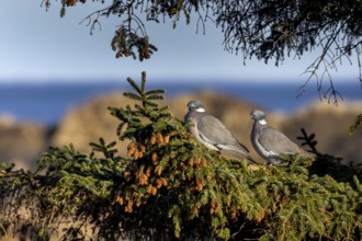 A pair of wood pigeons (Columba palumbus) sitting in the evening sun on the branch of a spruce