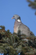 The gaze of the wood pigeon (Columba palumbus) signals maximum vigilance, Germany