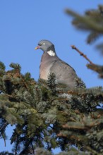 Wood pigeon (Columba palumbus) sitting on the branch of a spruce tree, Germany