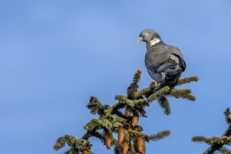 The wood pigeon (Columba palumbus) watches the goings-on below with interest, Germany