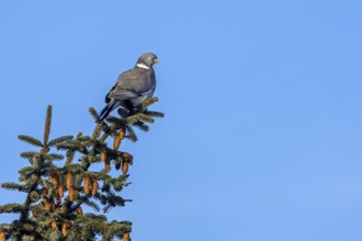 Wood pigeons (Columba palumbus) love elevated perches to observe their surroundings, Germany