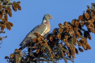 A wood pigeon (Columba palumbus) sitting on a spruce branch in the early morning, Germany
