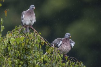 Wood pigeons (Columba palumbus) in a rain shower, Germany