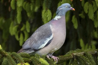 After a short period of securing, the wood pigeon (Columba palumbus) disappears into the dense