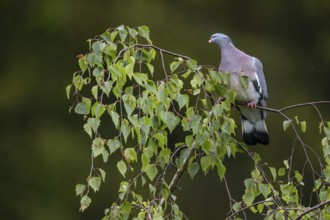 When birds put their heads to one side and watch the sky intently like this wood pigeon (Columba