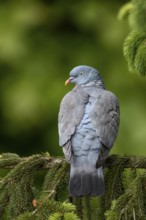 While a wood pigeon (Columba palumbus) sits brooding on the nest, its mate often rests on a tree