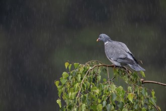 Woodpigeon (Columba palumbus) in a rain shower, Germany