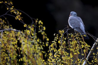 Wood pigeon (Columba palumbus) resting on a birch tree, Germany