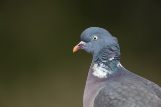 Portrait of a wood pigeon (Columba palumbus) with the typical white neck ring, Germany