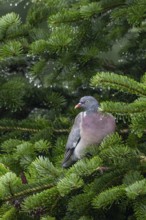 With its wings slightly open, a wood pigeon (Columba palumbus) dries its feathers after a rain