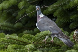 With nesting material in its beak, the wood pigeon (Columba palumbus) secures in all directions,