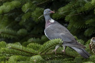 A passing crow attracts the attention of the wood pigeon (Columba palumbus), nesting material,