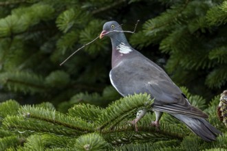 Woodpigeons (Columba palumbus) are particularly careful near their nests, nest material, Germany