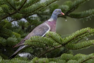 A wood pigeon (Columba palumbus) observes its surroundings attentively, as they have many