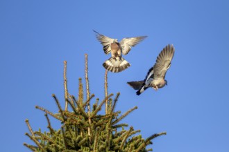 When wood pigeons (Columba palumbus) fight for a breeding place, they are not squeamish with each