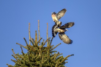 Two wood pigeons (Columba palumbus) fighting vehemently for a breeding place, dispute, argument,