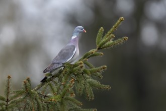 The wood pigeon (Columba palumbus) attentively observes a conspecific, perch, Germany