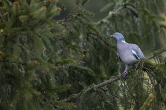 The wood pigeon (Columba palumbus) inspects a spruce tree very closely for a suitable nesting site,