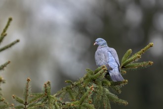 Close to the nest, wood pigeons (Columba palumbus) like to perch on exposed perches and observe