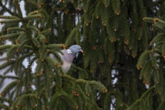 A wood pigeon (Columba palumbus) looking for a suitable nesting site in a spruce tree, Germany