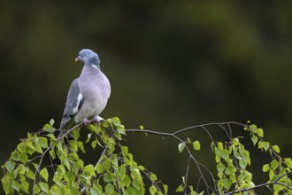 The ring dove (Columba palumbus) has flown to an exposed spot and is observing the surroundings,