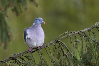 The wood pigeon (Columba palumbus) is more colourful than you might think at first glance, Germany