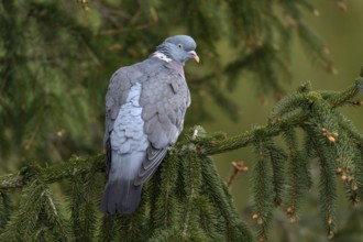 Wood pigeon (Columba palumbus) resting on the branch of a spruce tree, Germany