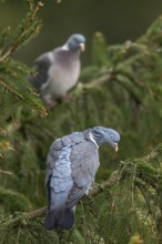 A pair of wood pigeons (Columba palumbus) are attentively observing something below them, Germany