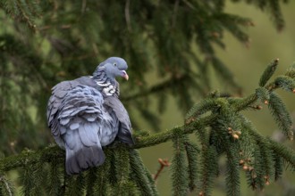 A wood pigeon (Columba palumbus) grooming its feathers, Germany