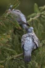 A pair of wood pigeons (Columba palumbus) resting on a spruce tree and attending to their plumage,