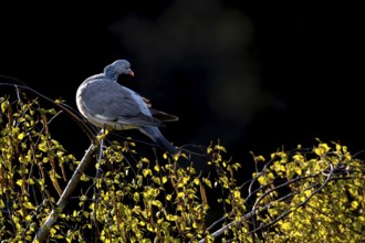 Before the wood pigeon (Columba palumbus) begins to groom its feathers, it looks in all directions,