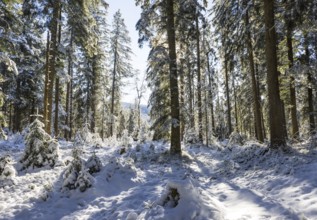 Snowy winter forest in morning sunlight, Mondseeland, Salzkammergut, Upper Austria, Austria