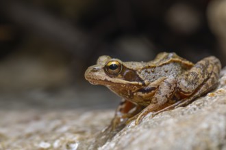 The Common Frog (Rana temporaria) near Bad Reichenhall in the Alps. The Common Frog in the clear