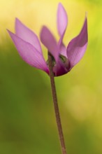 Delicate cyclamen blossom in Bad Reichenhall. Close-up of flowers on hiking trail in the Alps