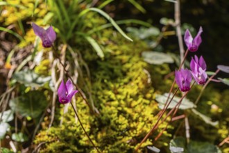 Delicate cyclamen blossom in Bad Reichenhall. Close-up of flowers on hiking trail in the Alps