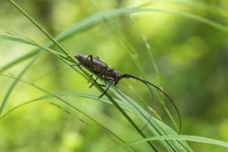 Close-up of a monochrome longhorn buck on a blade of grass in a natural setting. Bad Reichenhall,