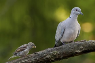 Encounter between a Eurasian collared dove (Streptopelia decaocto) and a recently fledged house