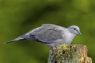 A Eurasian collared dove (Streptopelia decaocto) using a tree trunk as a perch, foraging, Germany