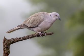 A Eurasian collared dove (Streptopelia decaocto) uses a branch as a perch, Germany