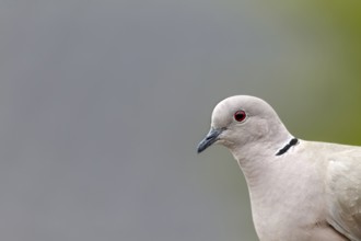 The red eyes of the Eurasian collared dove (Streptopelia decaocto) can be easily recognised up