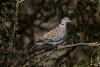 The Eurasian collared dove (Streptopelia decaocto) has retreated to a safe place, Germany