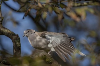 Relaxed, the Eurasian collared dove (Streptopelia decaocto) stretches its wings, Germany