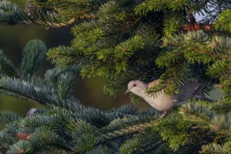 The Eurasian collared dove (Streptopelia decaocto) peers suspiciously out of the sheltering spruce